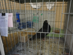 XIV Concurso Exposición de Palomas de Raza en Mula 2024